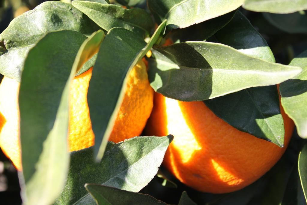 Casita Naranja Villa Alora Bilik gambar